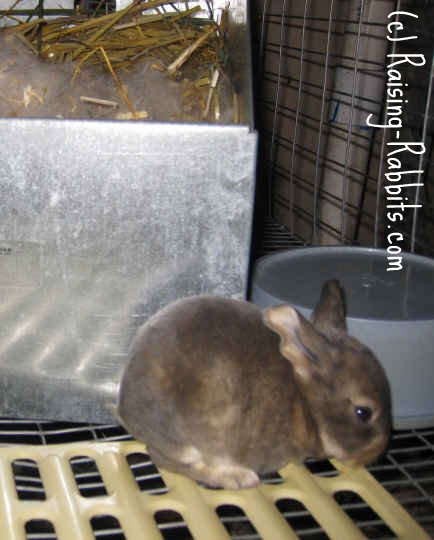 Rabbits Nest Box