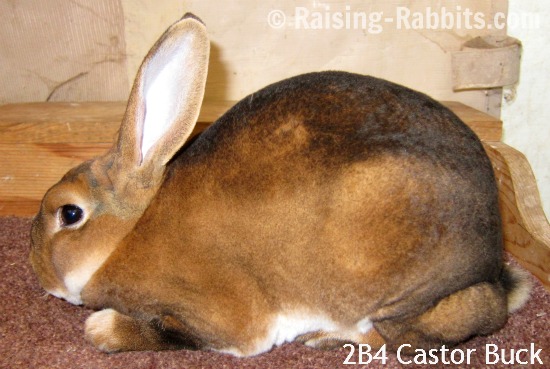Castor Rex Rabbit