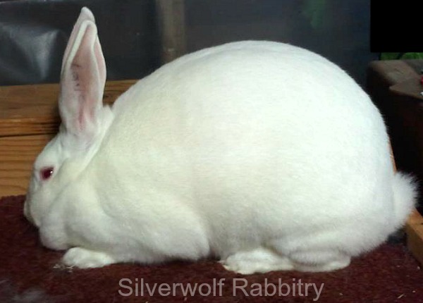 Raising Meat Rabbits – Importance of your Choice of Rabbit Breed