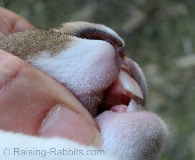 Rabbit Teeth. Why and how overgrown teeth can happen in rabbits