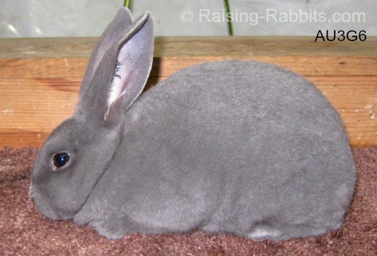 Rex Rabbit All About The King Of Fur Rabbits