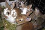 Rabbit Diarrhea, from enterotoxemia, coccidiosis, enteritis, Tyzzers