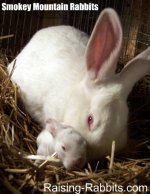 Florida White Rabbit, small commercial rabbit breed