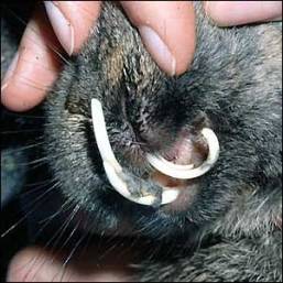 teeth rabbit rabbits malocclusion problems overgrown too disorders mouth buck facts why female many ailments cause serious related raising common