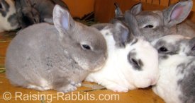 Young rex bunnies