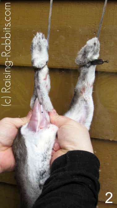 Slaughtering Rabbits. How to butcher a rabbit and cut up 