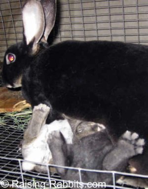 Black Otter Rex doe feeding her 4-week-old bunnies