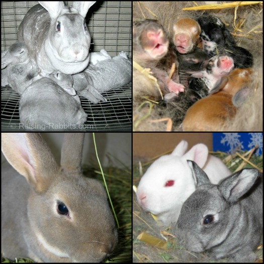 Raising Rabbits Complete Rabbit Raising Info And Breeder Support 3212