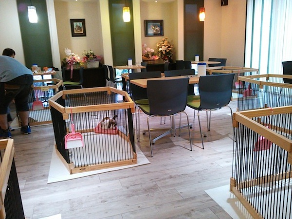 Japanese pet rabbit cafe