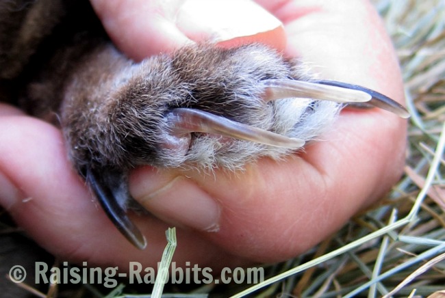 Trim claws. Easy claw clipping as part of rabbit grooming