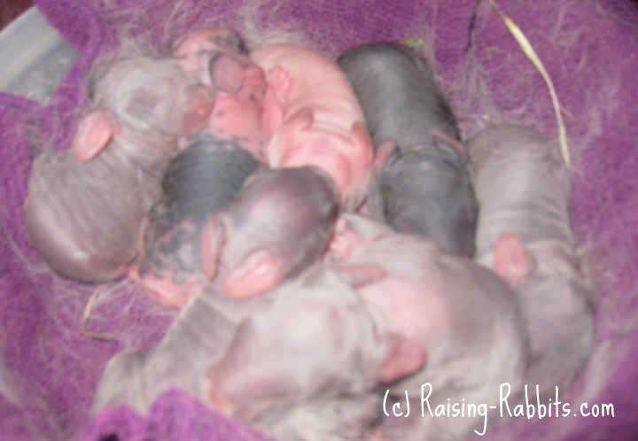 Rabbits Giving Birth Discover Your Brand New Litter Of Baby