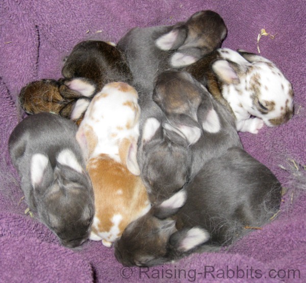 newborn bunnies with fur