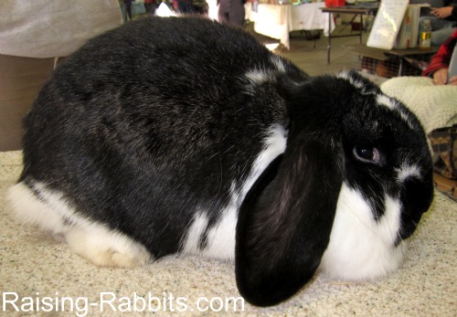 giant lop eared bunny