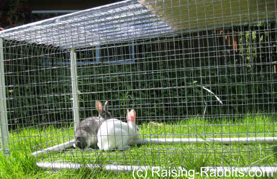 portable bunny cage