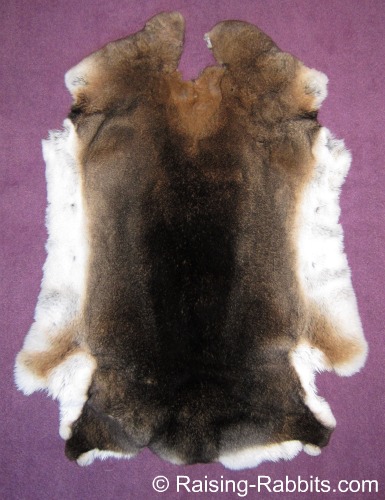 Rabbit pelt stretching and drying – permaculture living non