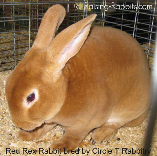 mini rex rabbit price