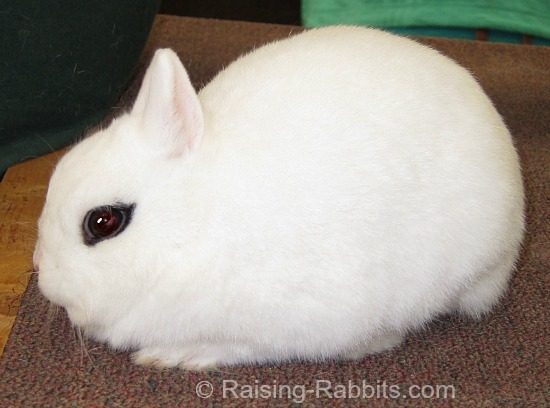 dwarf hotot bunny
