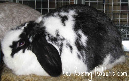 black and white lop bunny