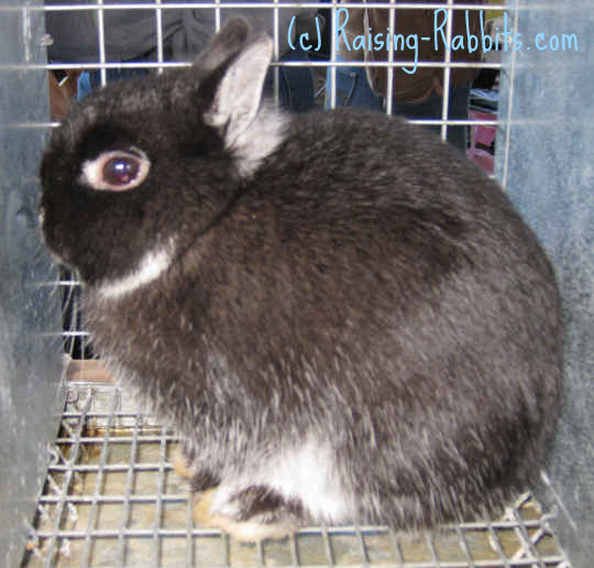 netherland dwarf rabbit black