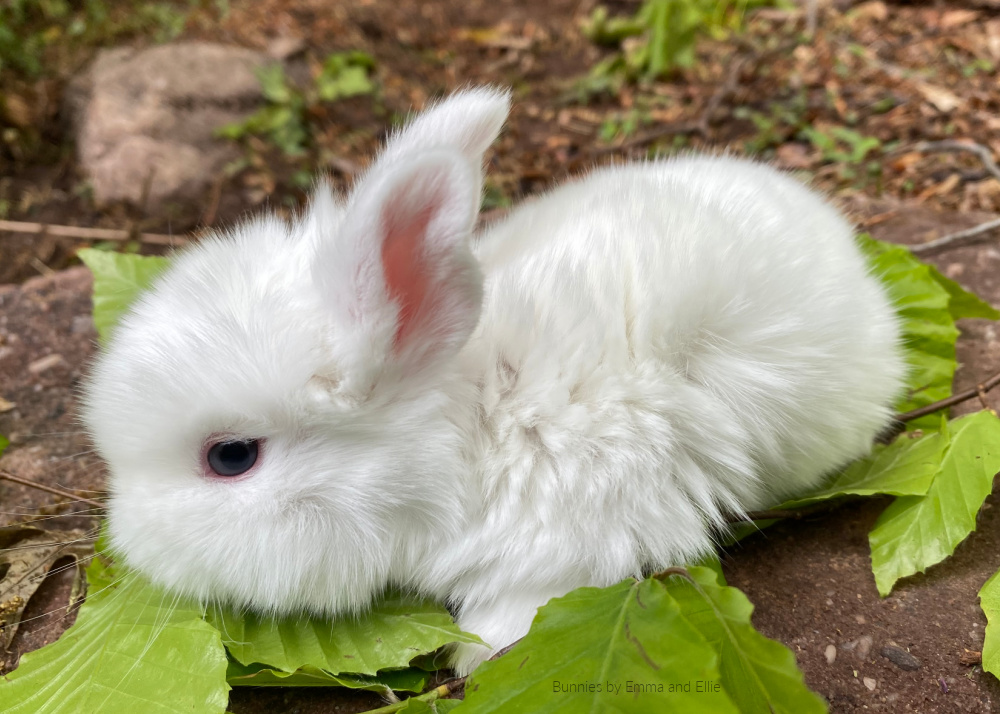 fluffy white bunny