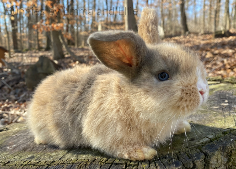 Rabbits for Sale in PA Pennsylvania. Pennsylvania Rabbit Breeders