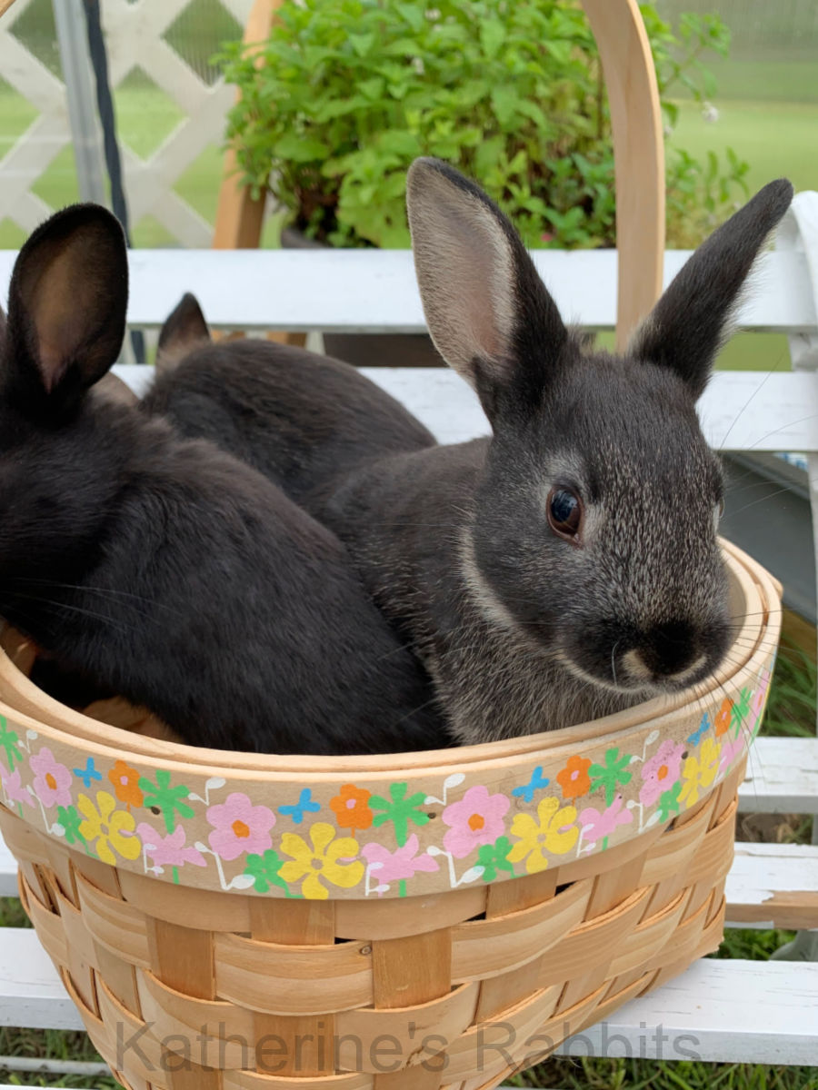 Rabbit for adoption - Serama , a Bunny Rabbit in Jersey City, NJ