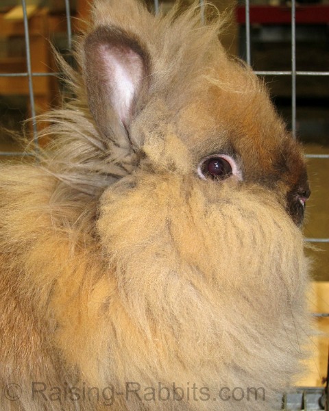 full grown lionhead rabbit
