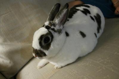 Please Help What Breed Is My Rabbit