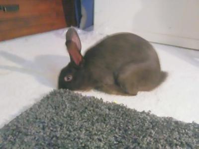 What Breed Is My Rabbit