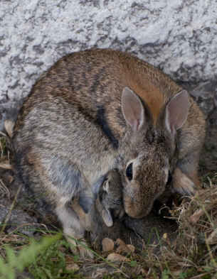 Wild Rabbit Species around the Globe