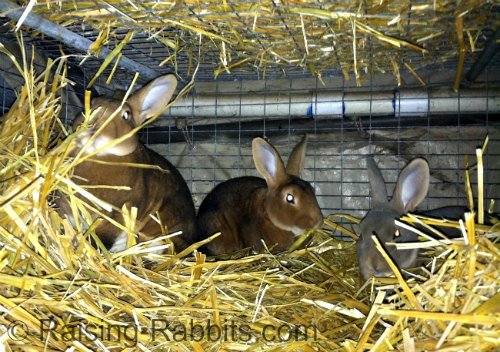 Straw-insulated cage