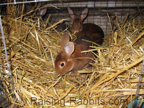 Straw-insulated cage